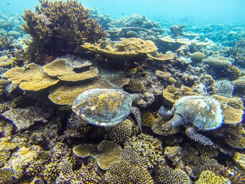 綺麗なハウスリーフ_ココ ボドゥヒティ