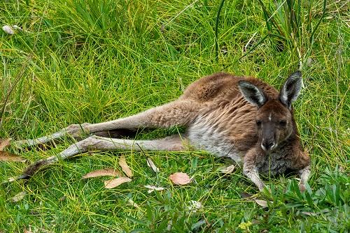 ヤンチェップ国立公園でカンガルーと記念撮影♪
