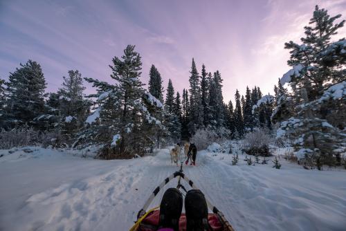 季節限定!犬ぞり(イメージ)