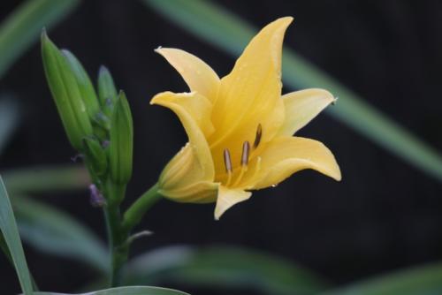 パース ワイルドフラワー（イメージ）