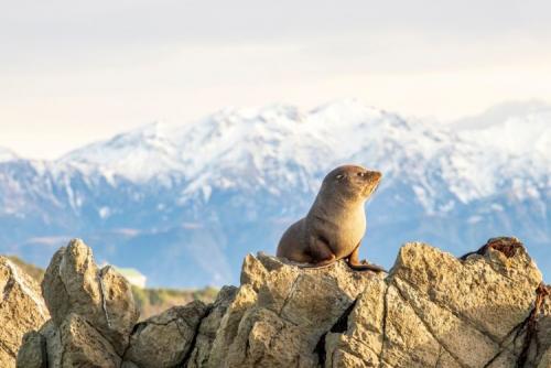 カイコウラに暮らすオットセイ（イメージ）