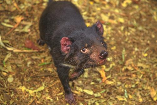 トロワナ・ワイルドライフ・パーク