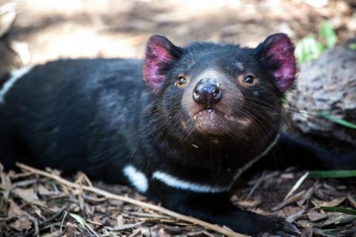 ボノロン・ワイルドライフ自然保護区