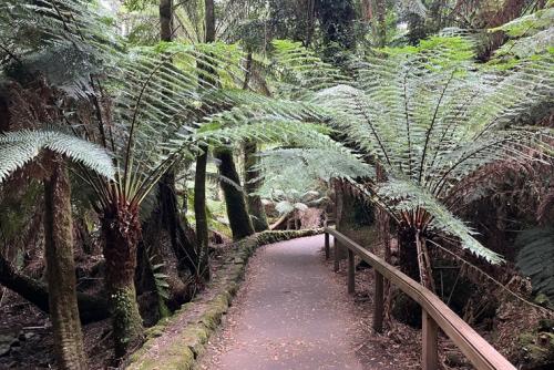 シダやユーカリが生い茂るマウントフィールド国立公園